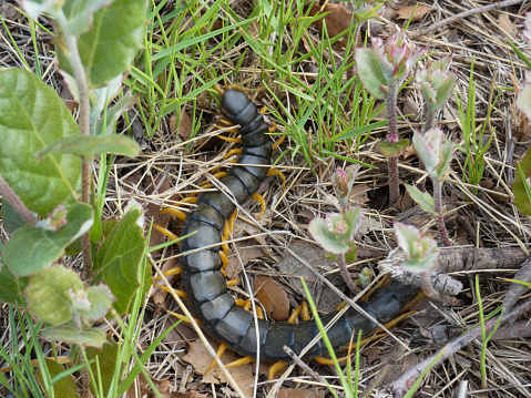 Photo of a Mediterranean banded centipede ( Scolopendra cingulata ) with its numerous yellow - orange legs in the natural habitat of the Alpilles mountains. This photo was taken in Provence in France.