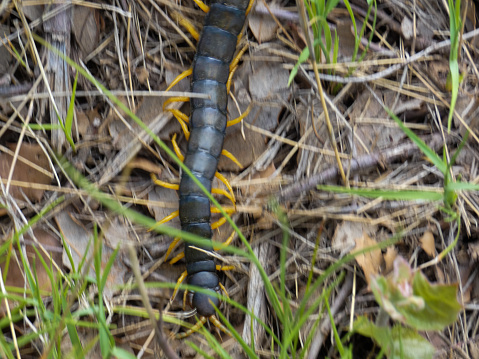 Photo from the front part of a Yellow-legged centipede ( Scolopendra cingulata ) with its numerous orange legs in the natural habitat of Alpilles mountains. This photo was taken in Provence in France.