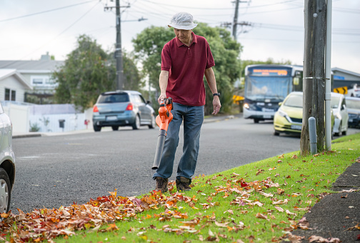 Man cleaning fallen leaves using a leaf blower. Bus and cars on the suburban road. Auckland.