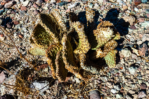 Dehydrated Beavertail cactus (Opuntia basilaris), prickly pear cactus, California, USA