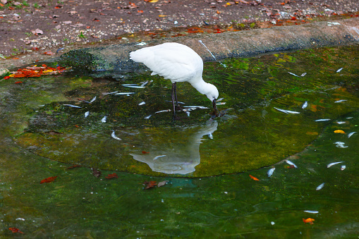 Spoonbill eating fish in the pond of the park