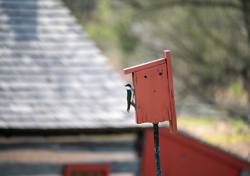 Pennsylvania tree swallow (Tachycineta bicolor) with beautiful coloration perched on a red wooden birdhouse with defocused nature background and rustic log cabin