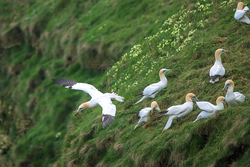 A flock of Northern Gannets, Morus bassanus, collecting grass and vegetation from the side of Bempton Cliffs to build their nests
