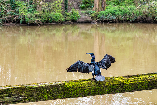 A cormorant drying off its wings by the river medway near Maidstone in Kent, England