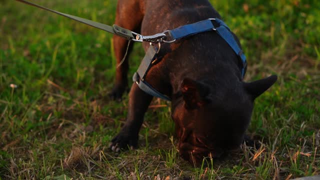 Black French bulldog on a leash while walking at sunset found a stick on the grass and chewed it. Concept of the danger of infection with viruses, helminth eggs, oral injuries, dog walking.