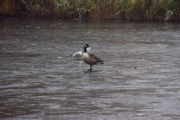 Wetland in winter with birds flying