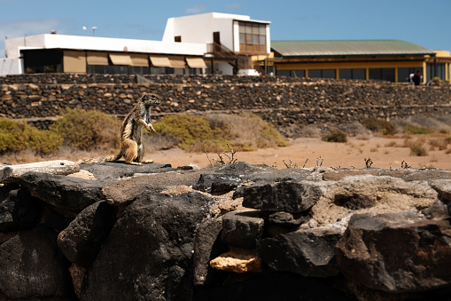 A small animal is standing on a rock next to a large building. The animal is a squirrel and it is looking up at something. The building is tall and has a lot of windows. The scene is peaceful