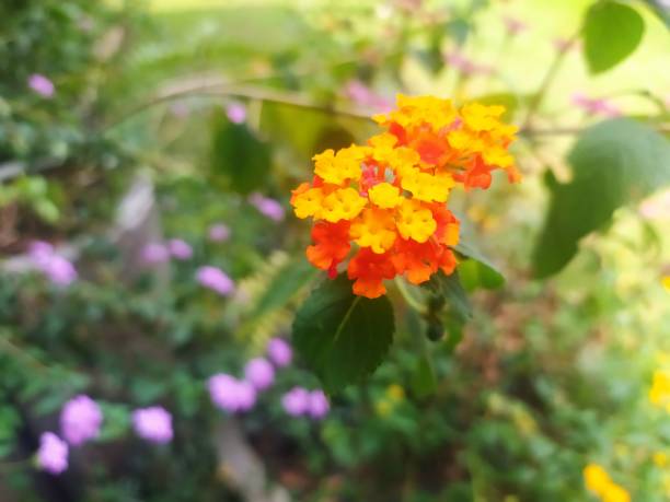 Creative layout made of green leaves and yellow flowers