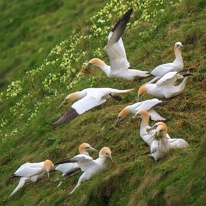 A flock of Gannets, Morus bassanus, collecting grass from the top of Bempton Cliffs to build their nests