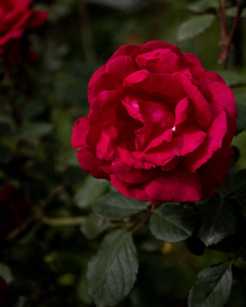 istock Bright red rose close-up. Blurry petals in the background 2148485147