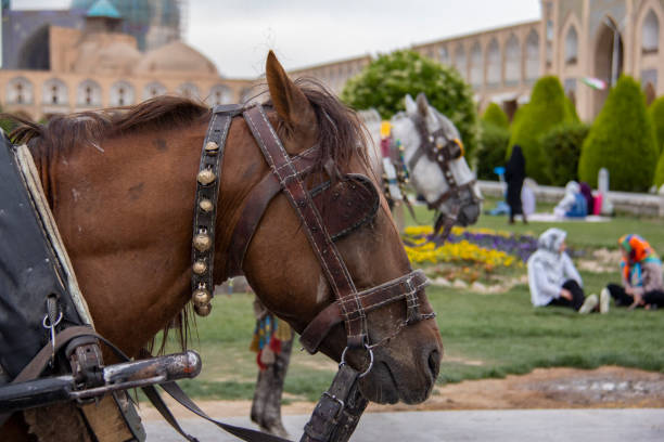 Isfahan city horse carriage, IRAN Photography of the carriage horses of the city of Isfahan that transport the passengers of this city isfahan stock pictures, royalty-free photos & images