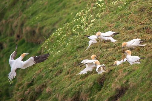 A Gannet landing onto a cliff face whilst the remaining flock of Gannets, Morus bassanus, collect grass from the top of a cliff at Bempton Cliffs to form their nests, nesting season