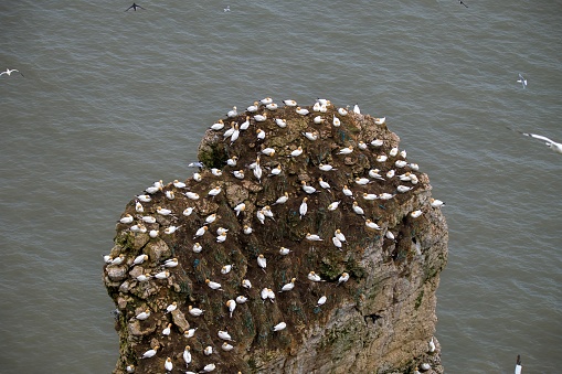 A group of Gannets nesting and resting on a cliff exuding from the North Sea at Bempton cliffs, Morus bassanus