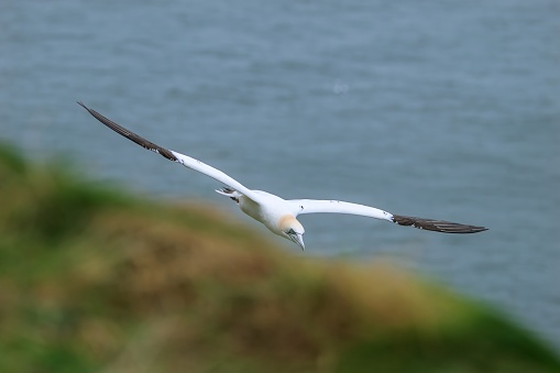 A Gannet, Morus bassanus, flying along the edge of part of a grass covered cliff at Bempton Cliffs with the North Sea in the background