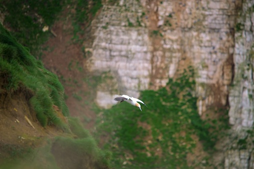 A Gannet, Morus bassanus, flying across a cliff face at Bempton cliffs