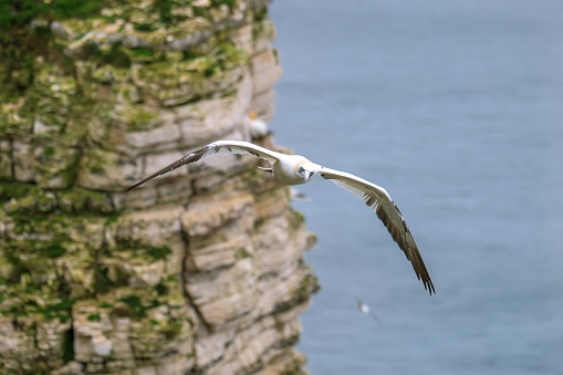 A Gannet, Morus bassanus, flying inbetween Bempton Cliffs with the North Sea in three background