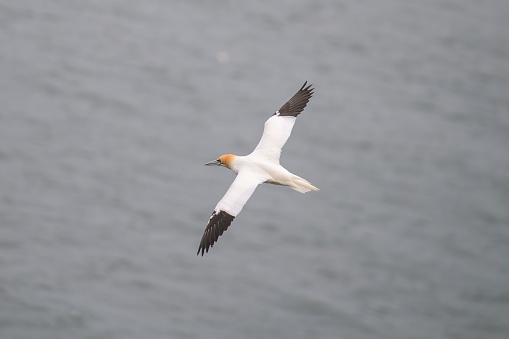 A Gannet, Morus bassanus, flying over the North Sea with its full wingspan extended