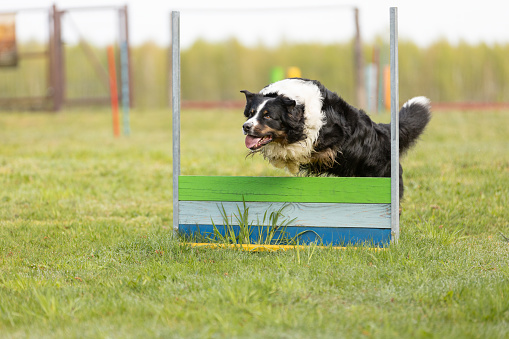 Australian Shepherd dog jumps over an obstacle on the training ground. This file is cleaned and retouched.