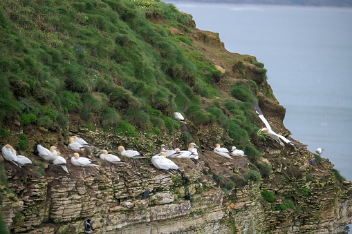 A group of Gannets nesting and resting within the cliff crevices on a cliff face at Bempton cliffs, Morus bassanus, with the North Sea far below them