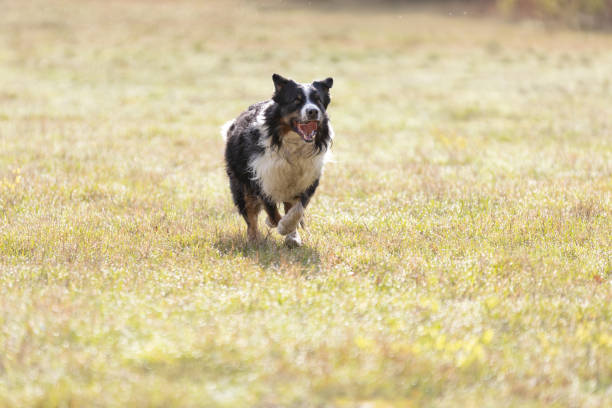 istock Australian Shepherd dog runnung on meadow in sunny day. 2148485886