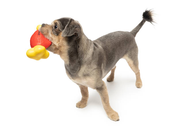 istock Young Small funny Mixed-Breed Dog playing with toy on white background 2148485950