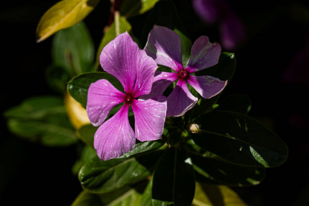 istock Flowers from the garden 2148486126