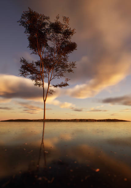 istock Solitary tree in field at lake under a sunset cloudy sky. 2148486208