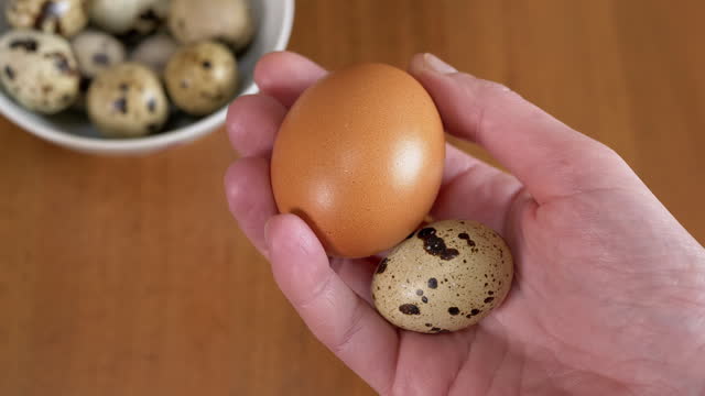 Woman Holding in her Hands One Large Chicken Egg and One Small Quail Egg