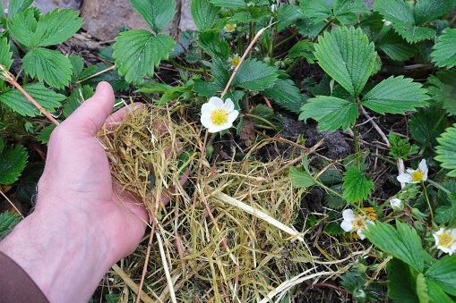 A handful of shredded plants at the base of strawberry plants