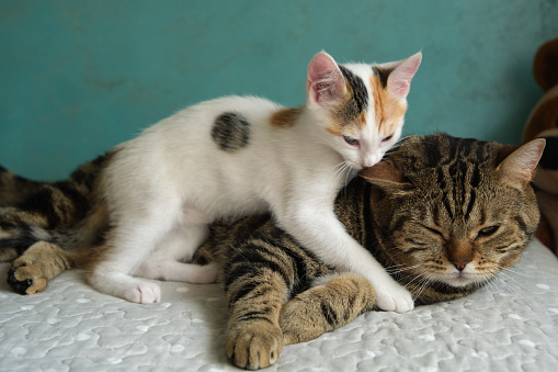 tiger cat with tricolor kitten hugging