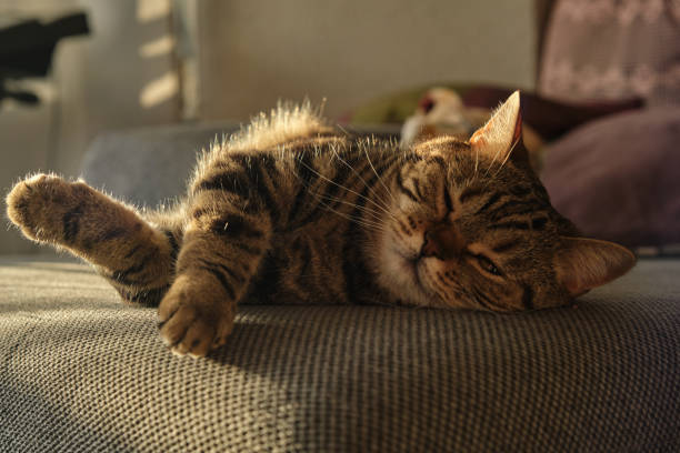 istock close-up of a sleeping British cat in marble colors 2148488329