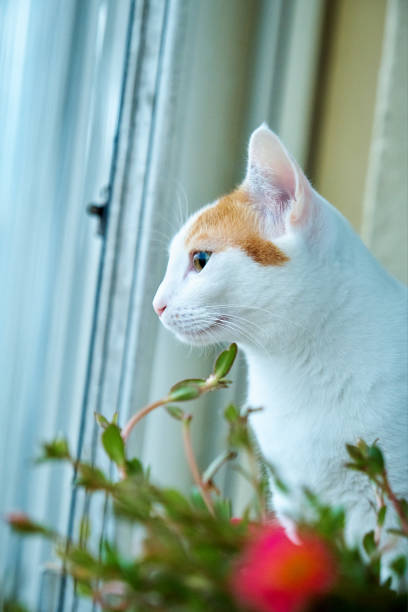 istock portrait of white with cat spots 2148488420