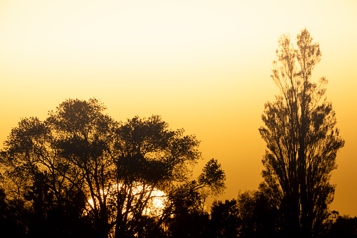 Sun rises behind trees in silhouette and golden sky.