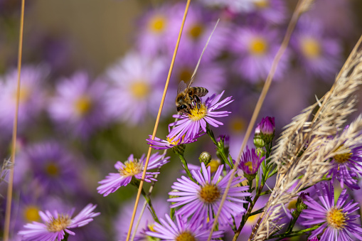 Honey bee collecting nectar from purple asters in the garden