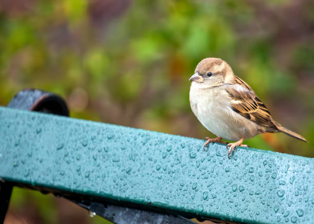 istock House Sparrow (Passer domesticus) - Found worldwide 2148489104