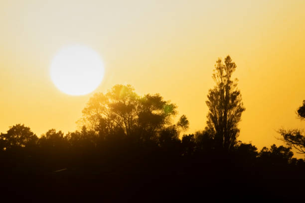Into sun large white sun in golden sky above in silhouette trees in Tauranga New Zealand.