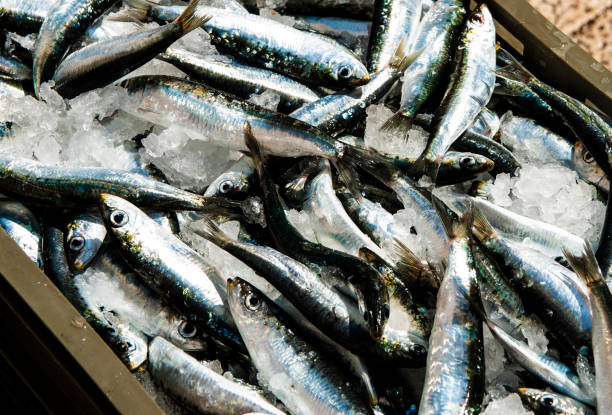 istock Anchovy in ice in fresh fish market in Split 2148489574