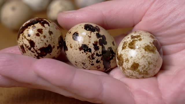 Female Hand Holds Three Quail eggs on a Background of a Table with Quail Eggs