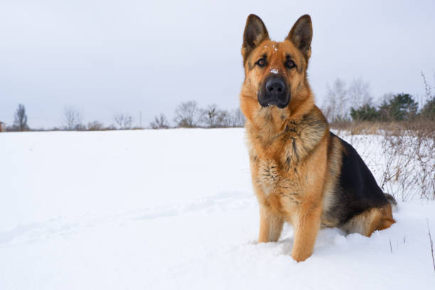 istock German young Shepherd dog performs the commands of the owner. German Shepherd sitting on the snow 2148490448