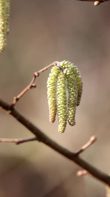 Young hazel catkins on a twig, selective focus with bokeh