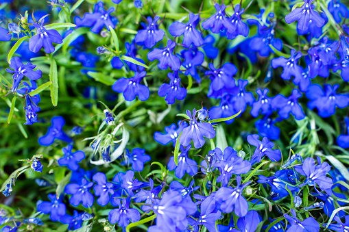 small blue purple flowers with green leaves full background a little blurry