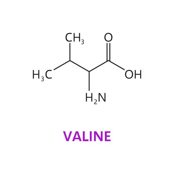 Vector illustration of Valine amino acid chemical molecular structure
