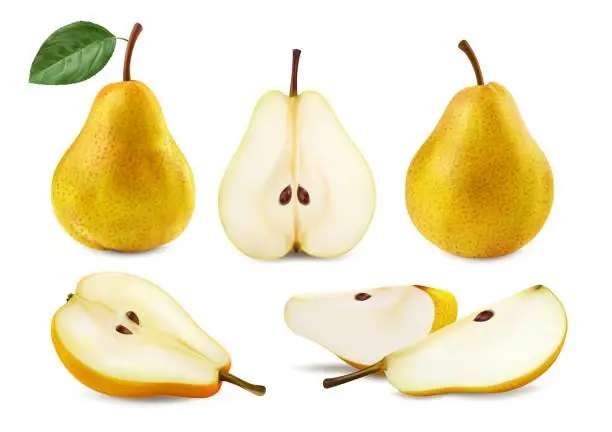 Vector illustration of Realistic ripe raw yellow pear fruit, whole or cut