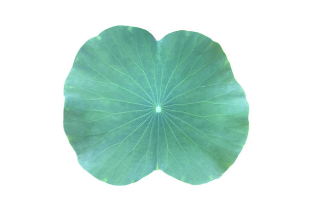 istock Waterlily or lotus leaf 2148492315
