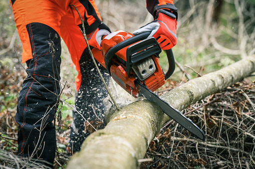 Man holding a chainsaw and cut trees. Lumberjack at work wears orange personal protective equipment. Gardener working outdoor in the forest. Security professionalism occupation forestry worker concept