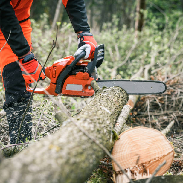 istock Man holding a chainsaw and cut trees. Lumberjack at work wears orange personal protective equipment. Gardener working outdoor in the forest. Security professionalism occupation forestry worker concept 2148492834