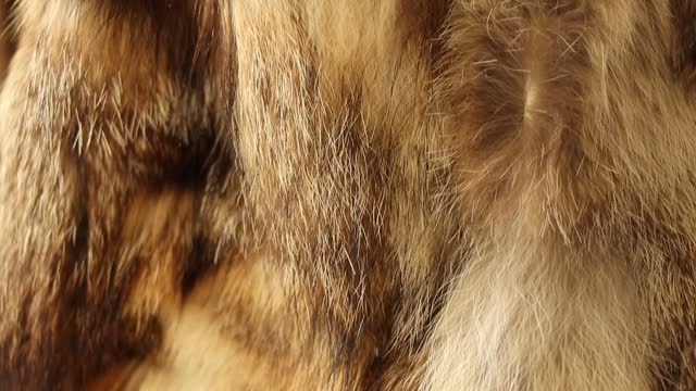 Brown animal fur closeup on a jacket as a background,fur