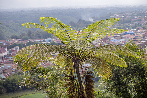 Tree ferns are popular plants in public parks in tropical and subtropical areas. This one is from Berastagi in North Sumatra which in the time of the Dutch where a popular city in the mountains where temperatures where moderate