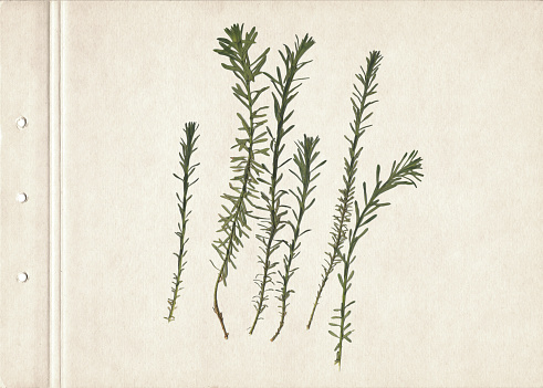 Vintage herbarium on an old textured brown aged paper. Composition of the dry pressed herbs.