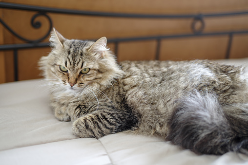 Domestic cat lying on bed